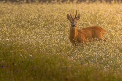 Reebok tijdens zonsondergang in een akkertje