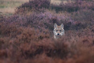 Der Intensive Blick des Wilden Wolfs