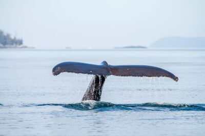 Tail of Humpback whale