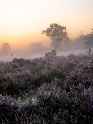Rozendaalse veld part 4