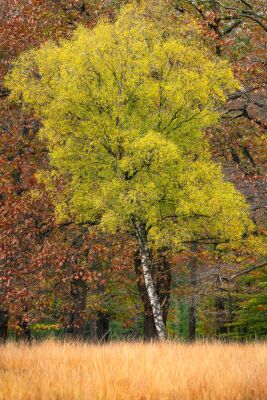 Herbstleuchten im Wald – hochwertige Fine-Art Wanddekoration auf Acrylglas, Leinwand oder Dibond