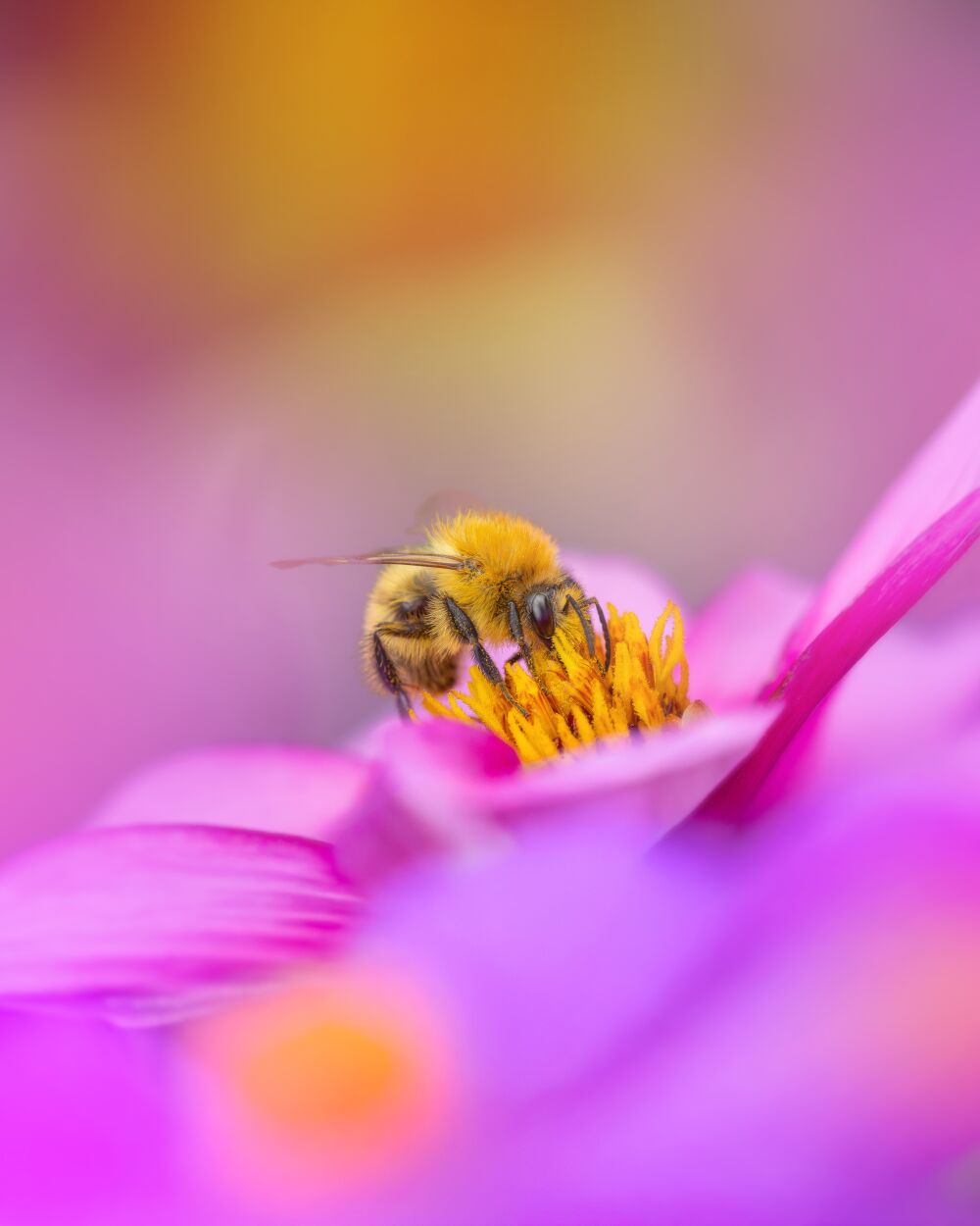Eine kleine Biene in einer Blume