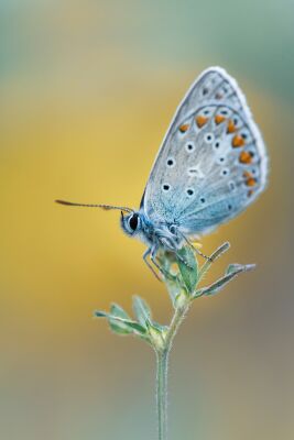 Blauwtje close-up