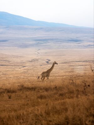 Running Giraffe
