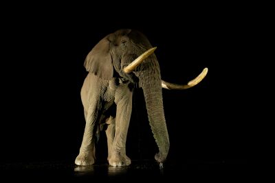 Elefant in der Nacht