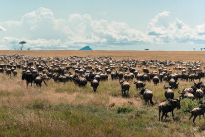 Kudde gnoes tijdens de grote migratie – Serengeti, Tanzania
