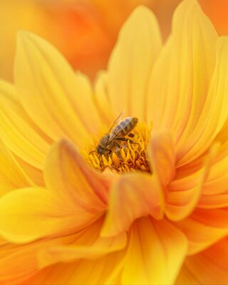 Goldene Harmonie