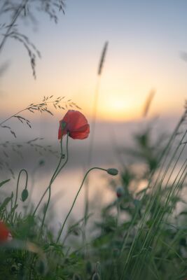 Bloemen part 17