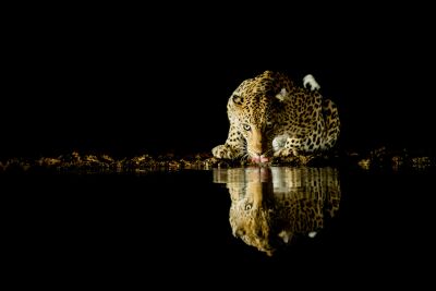 Leopard in der Nacht