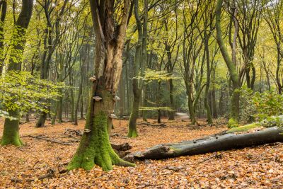 Herbstwald Wandbild – Beruhigende Naturfotografie auf Leinwand, Aluminium oder Holz