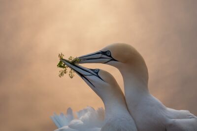 "Balztanz im Goldenen Licht – Basstölpel"