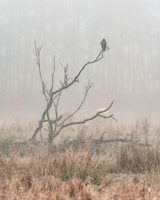 Buizerd en de mooie koeien