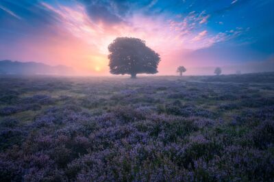 Mistige zonsopkomst op de bloeiende heide