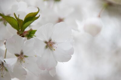 Bloesem van de Witte Prunus