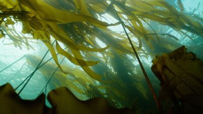 Underwater skyskrapers