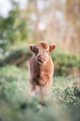 Scottish Highland calf