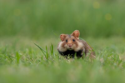 Curious European hamster