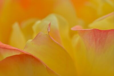Randjes bloemen abstractheid