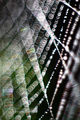 Spinnenweb met heel veel bokeh