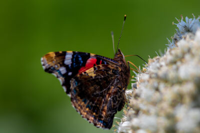 Atalanta, admiral vlinder close up