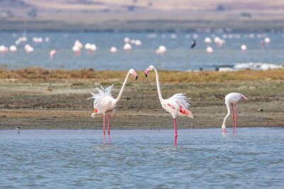 Flamingos