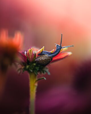 Snail on Top of Flower