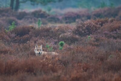Die Wilde Schönheit des Heidewolfs