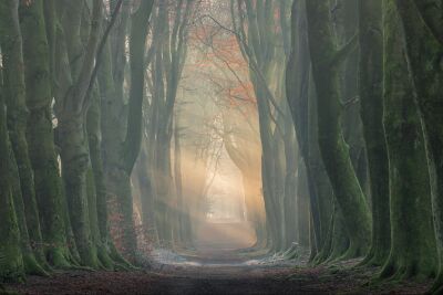 Boslandschap