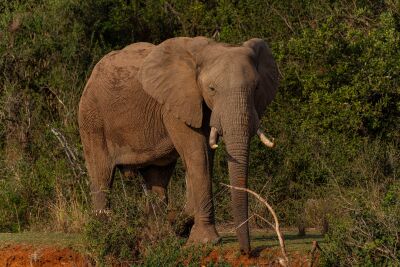 Olifant in de Bush