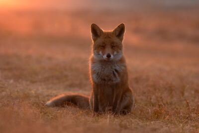 Fuchs im Goldenen Licht