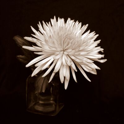 Chrysant