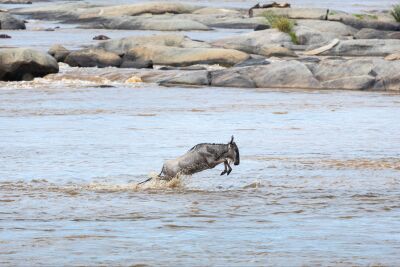 Jumping Wildebeest