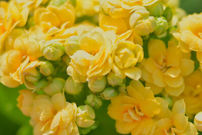 Dromerge gele begonia
