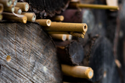 Bamboe insecten hotel