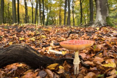 Herbstwald mit Fliegenpilz