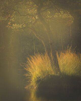 Morgenglanz im Wald – hochwertige Fine-Art Wanddekoration auf Acrylglas, Leinwand oder Dibond