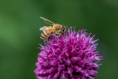 Werkbij op een uienbol close up