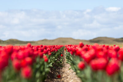 Tulpenveld