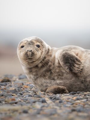 Oog in oog met de Grijze zeehond