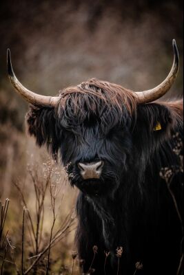Schotse hooglander Portret