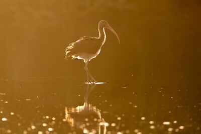 Gouden Stilte Ibis in het Zonlicht op het Water