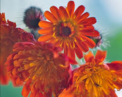 Havikskruid, wilde kleurrijke bloemen