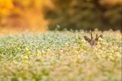 Gluren naar de natuurfotografen in het boekweit