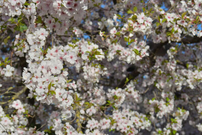 Bloeiende cherryblossom in een boom