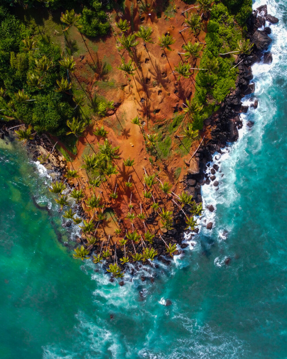 Coconut Tree Hill