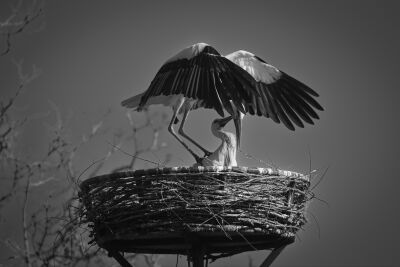 Storky Love Story (BNW)