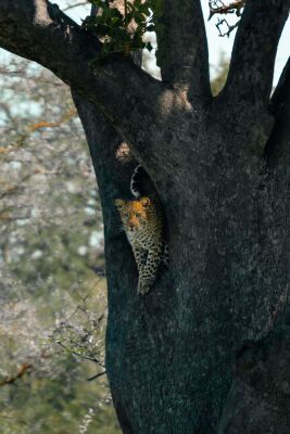 Luipaard speurend vanuit boom – Serengeti, Tanzania