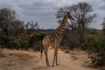 Giraffe in de Savanne