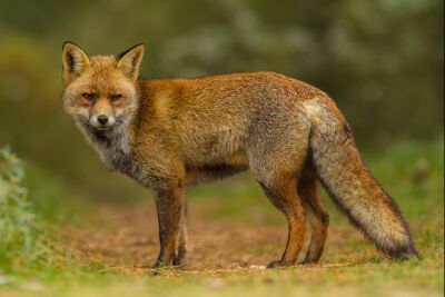 De moervos stond daar gewoon prachtig te zijn