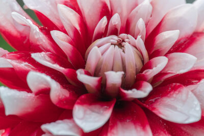 Dahlia details een wit met rode close up foto